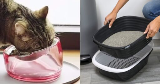65 Weird, Clever Things Cat Owners Say Are Actually Life-Changing