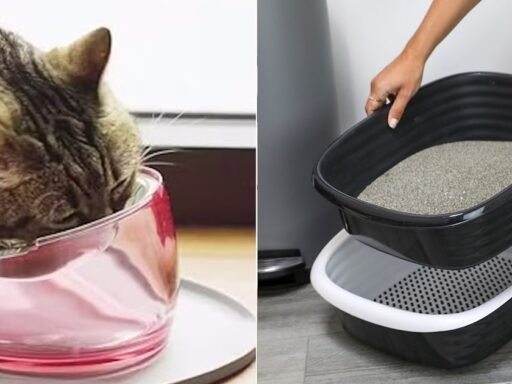 65 Weird, Clever Things Cat Owners Say Are Actually Life-Changing