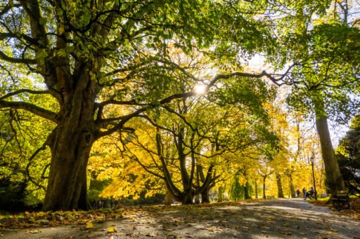 Renovations: An Update